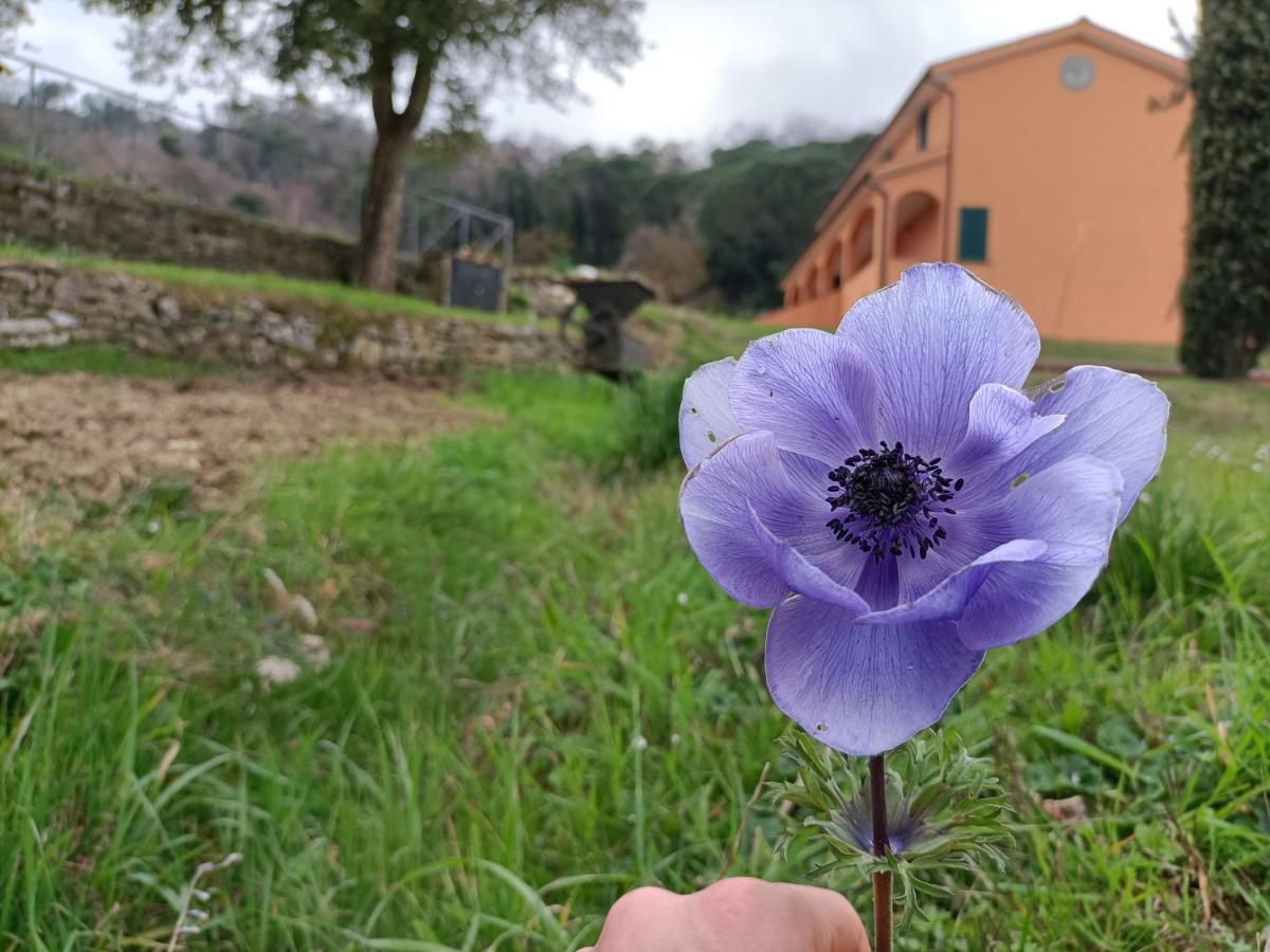 B&B Agriturismo Regno Di Toscana โคลเลซัลเวตติ ภายนอก รูปภาพ
